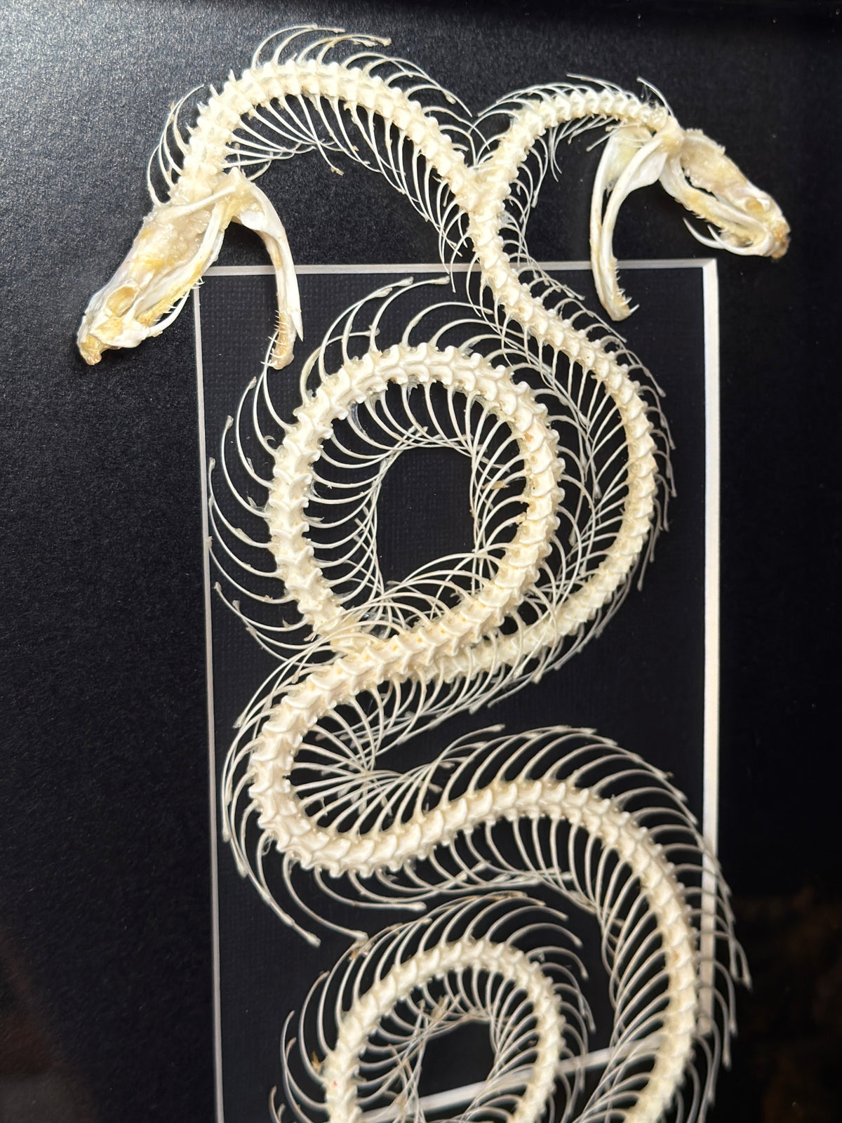 DOUBLE HEADED WHITE LIPPED PIT VIPER - Snake Skeleton Frame