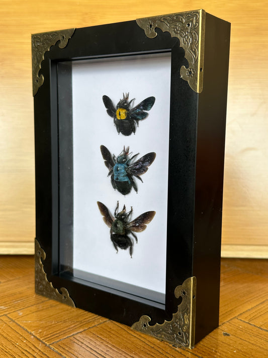 SPECIMEN FRAME - Carpenter Bee Trio
