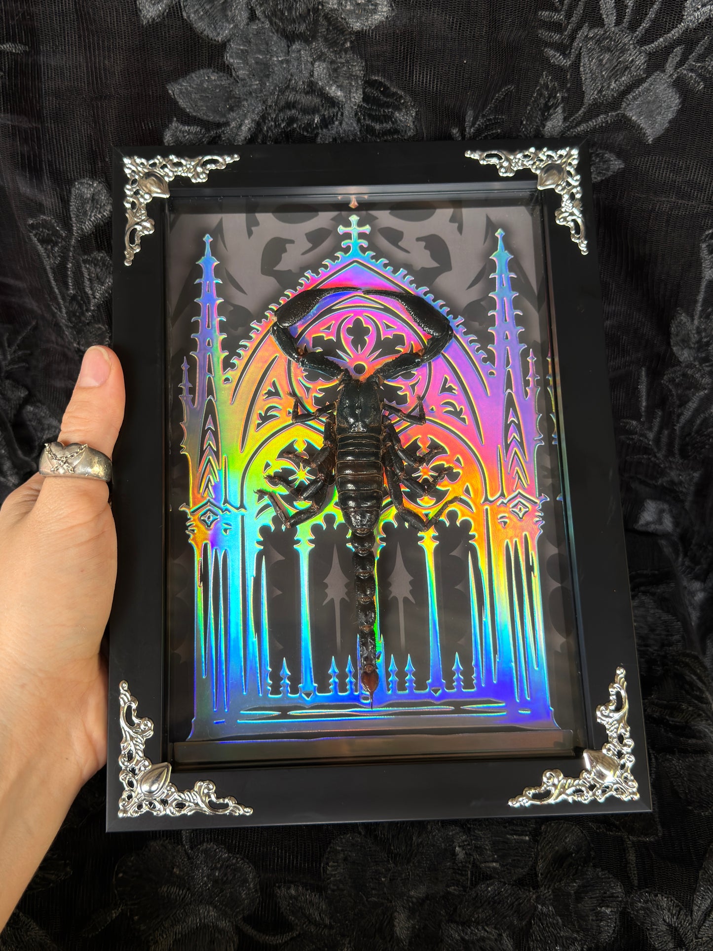 SCORPION SHADOW BOX