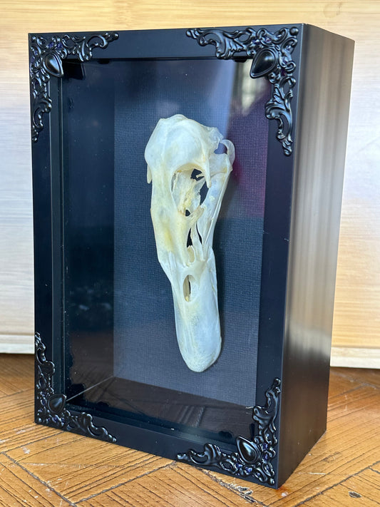 SPECIMEN FRAME - Duck Skull