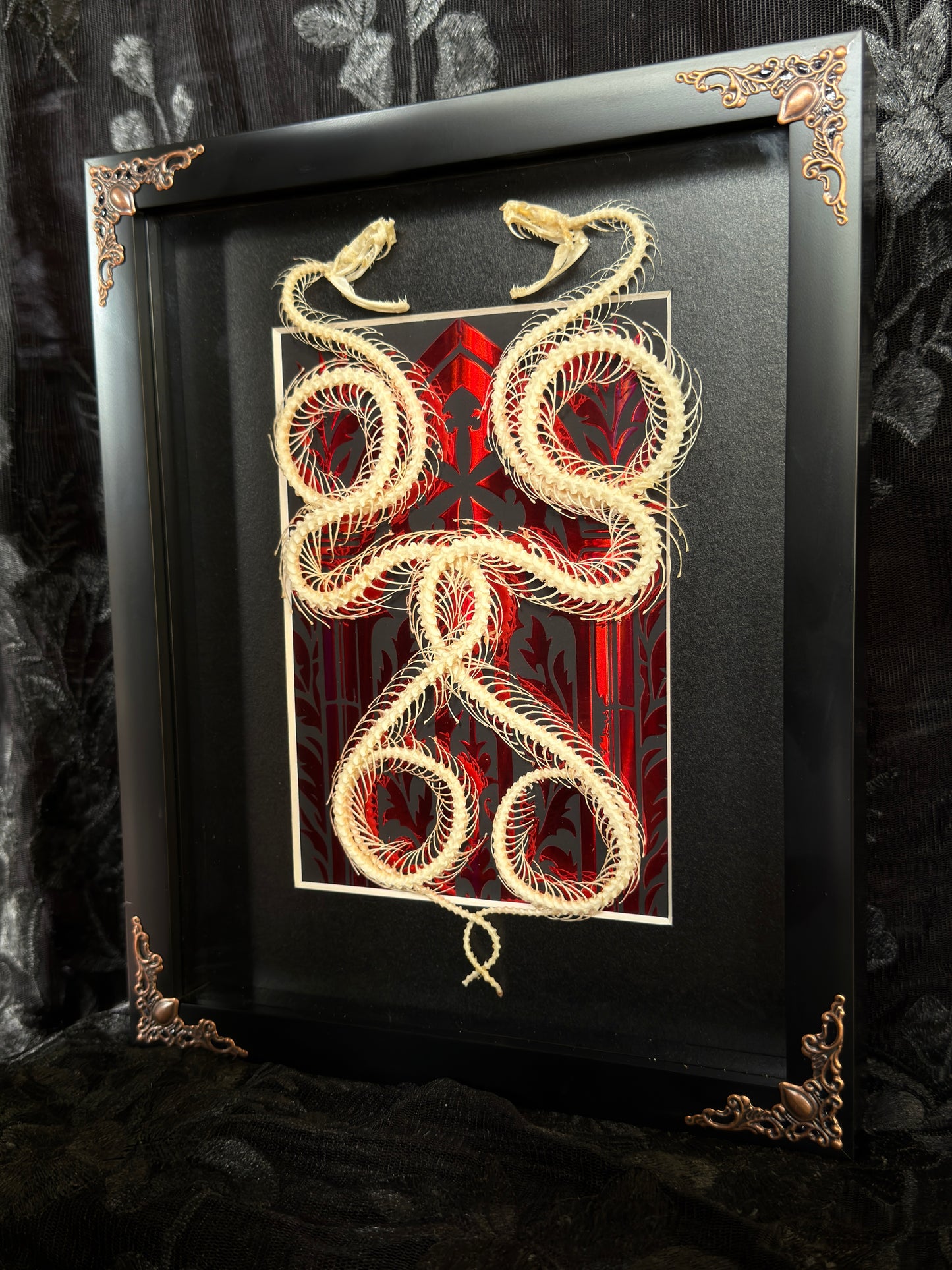 DOUBLE PIT VIPER SNAKE SKELETON SHADOW BOX