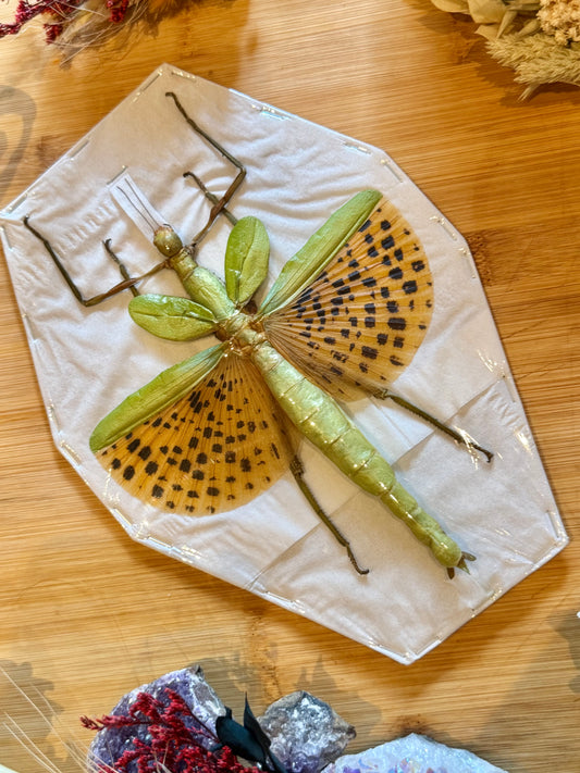 Leopard Stick Insect-Paracyphocrania major specimen