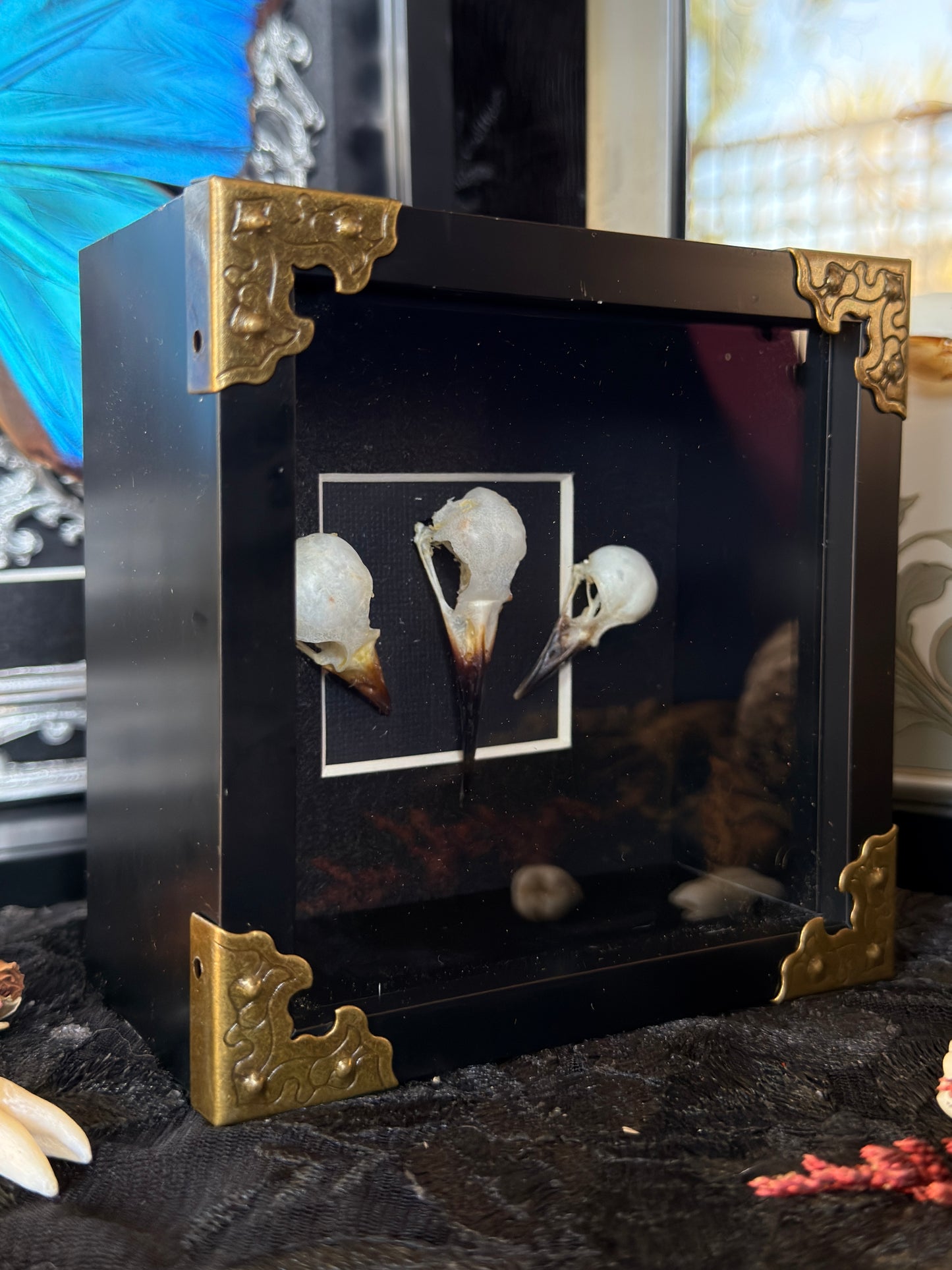 BIRD SKULL TRIO - Bird Skull Variation Frame
