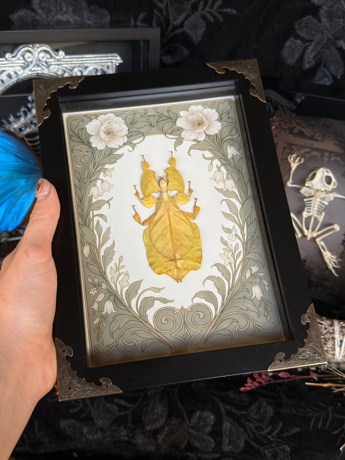 YELLOW LEAF BUG - A5 Leaf Bug Specimen Frame