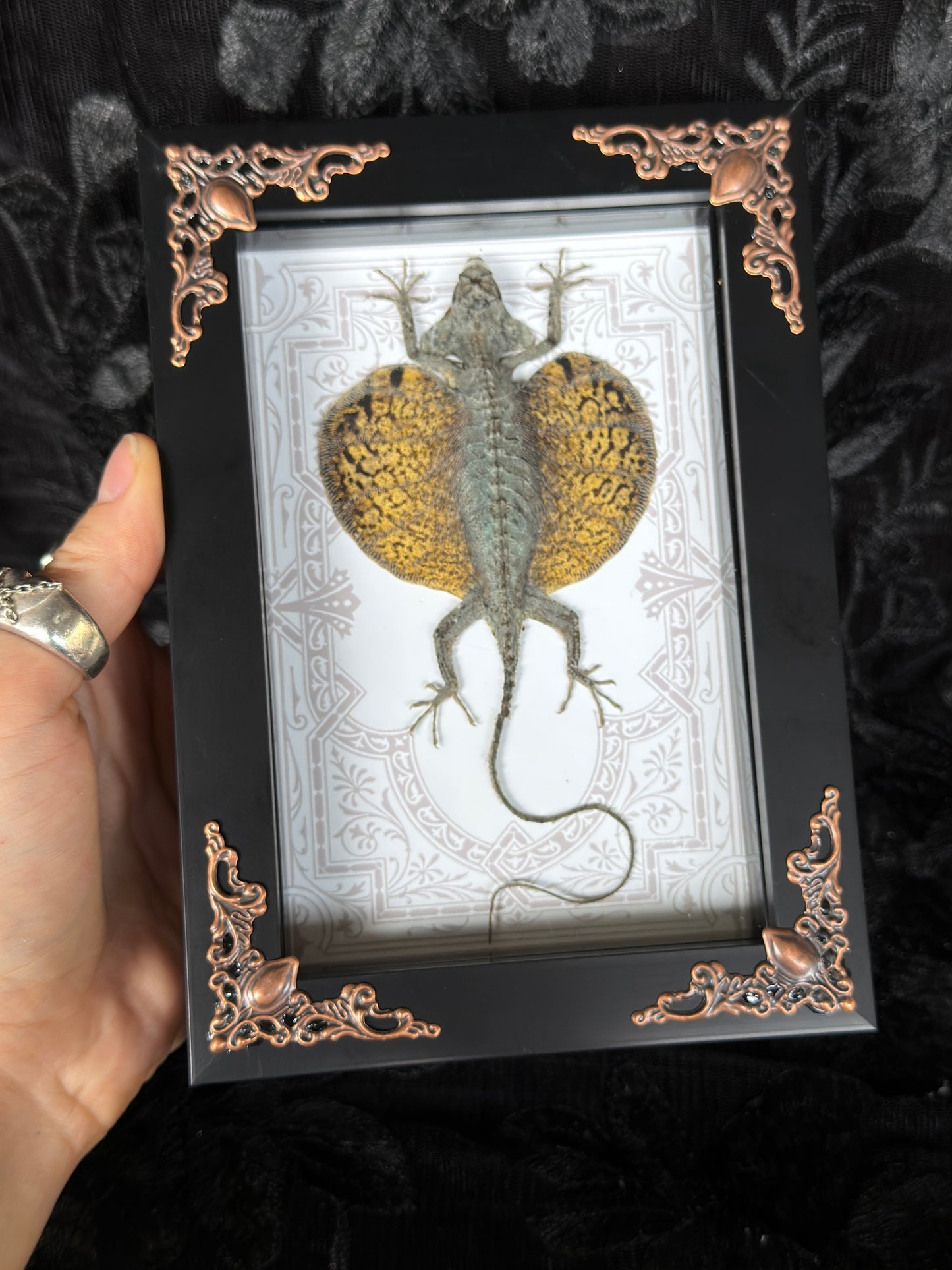 FLYING LIZARD SHADOW BOX