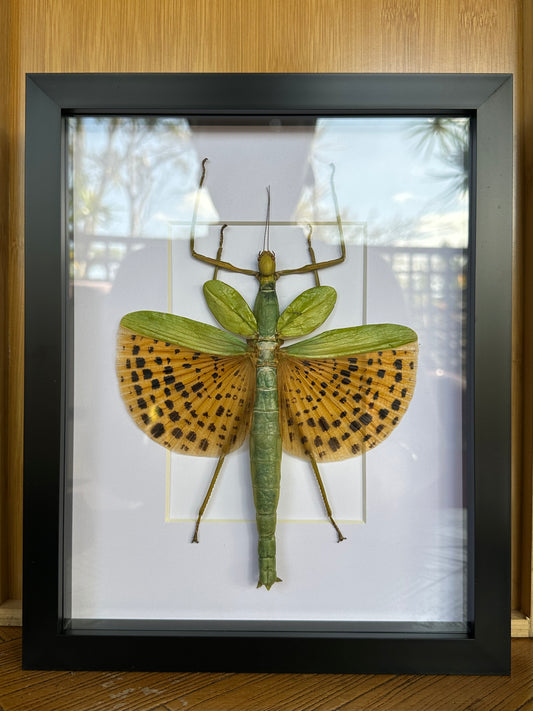 SPECIMEN FRAME - Paracyphocrania Leopard Stopped Stick Insect