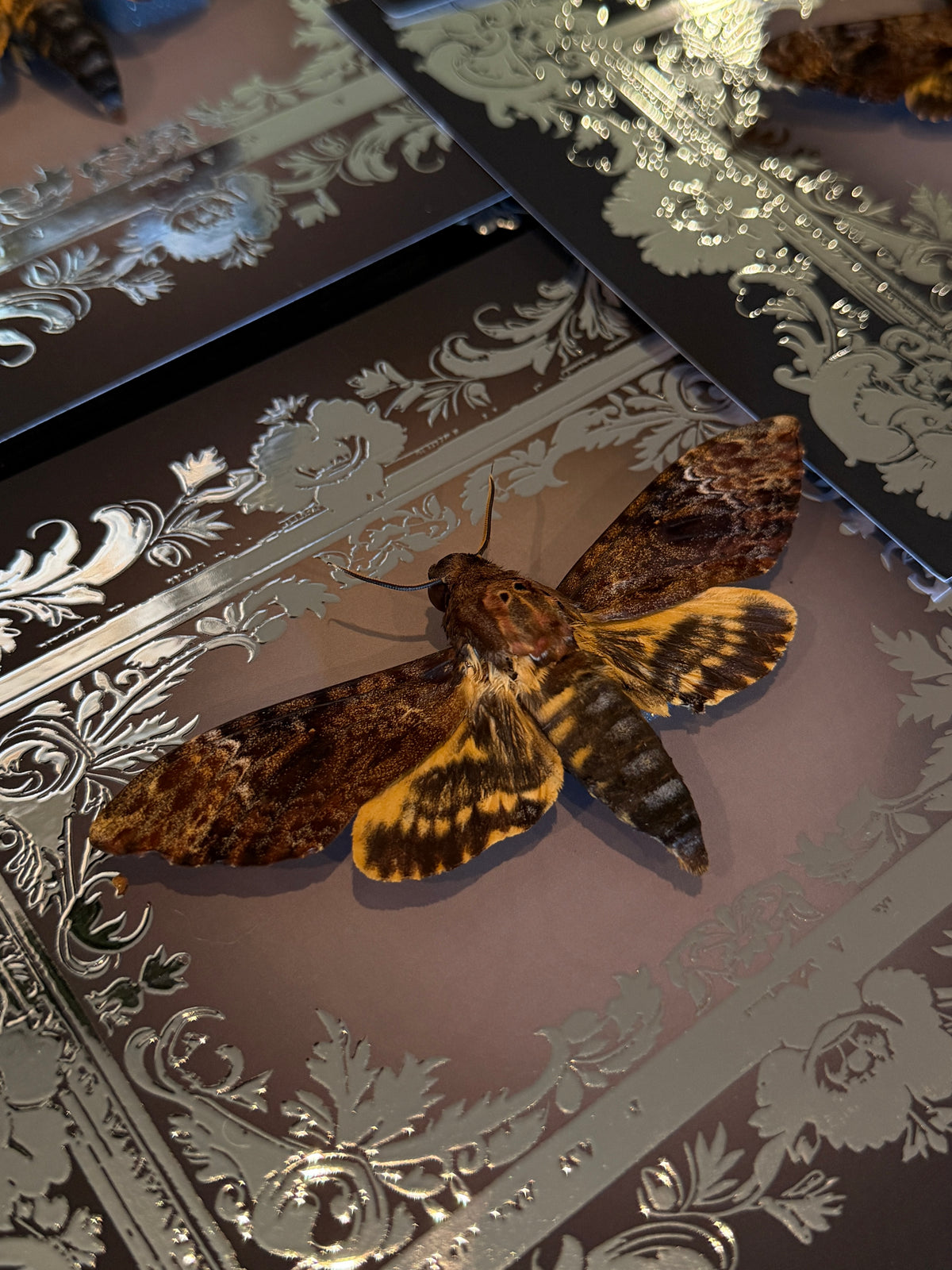 DEATH HEAD MOTH -  Mother of Hades Framed Specimen