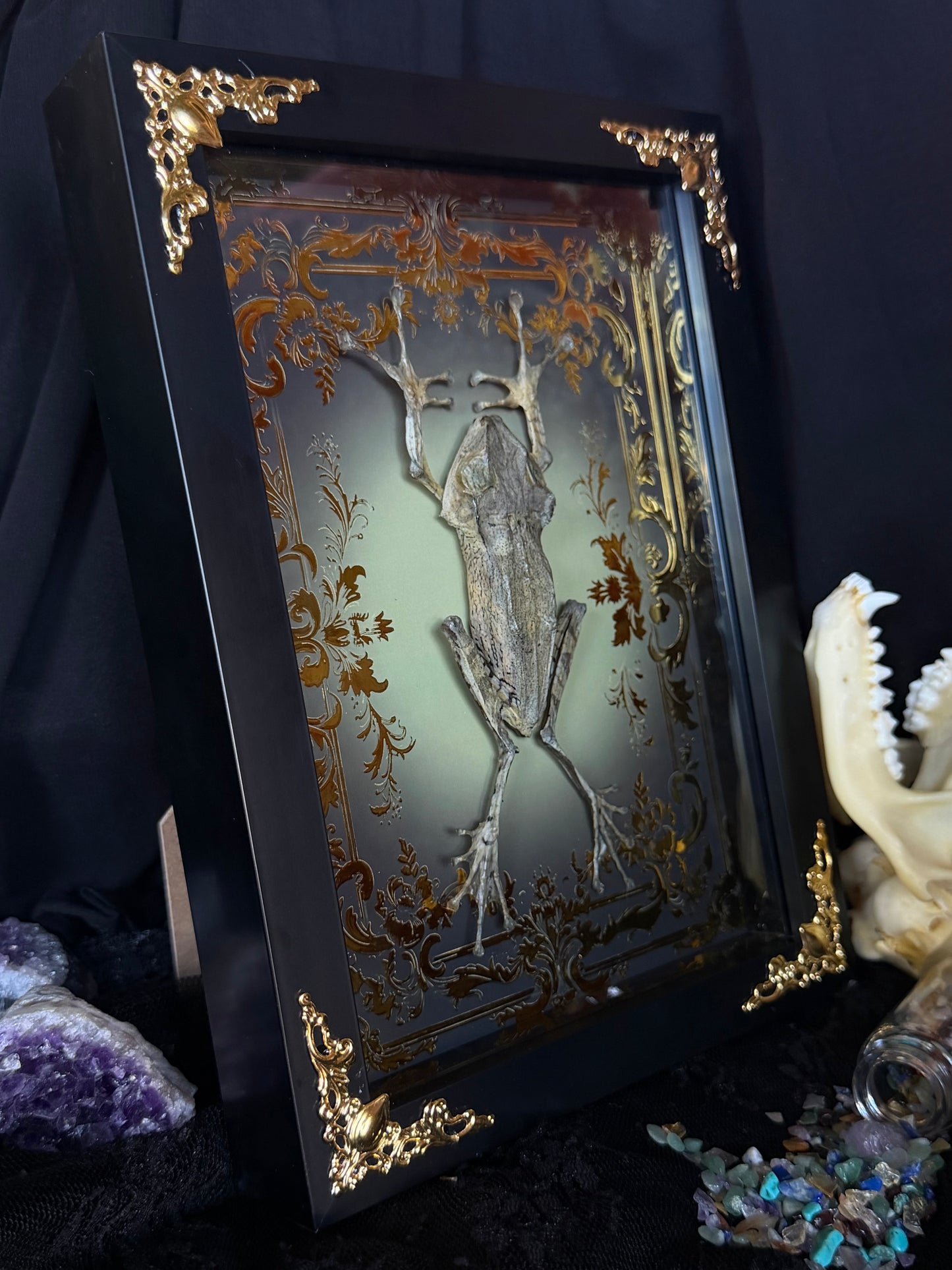 File-Eared Tree Frog - Polypedates otilophus Framed specimen