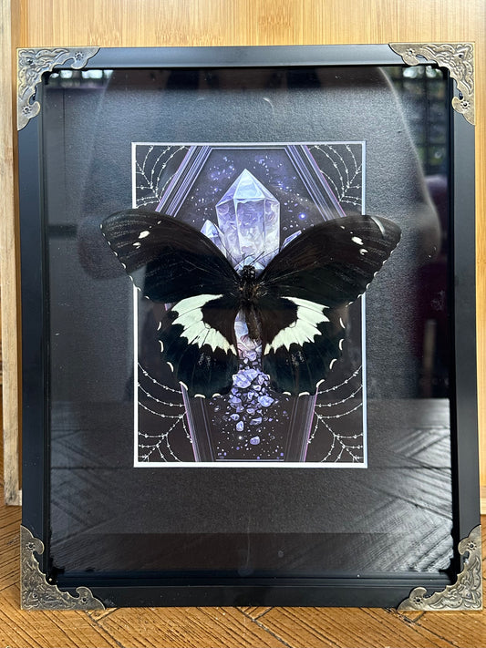 SPECIMEN FRAME - Butterfly (L)