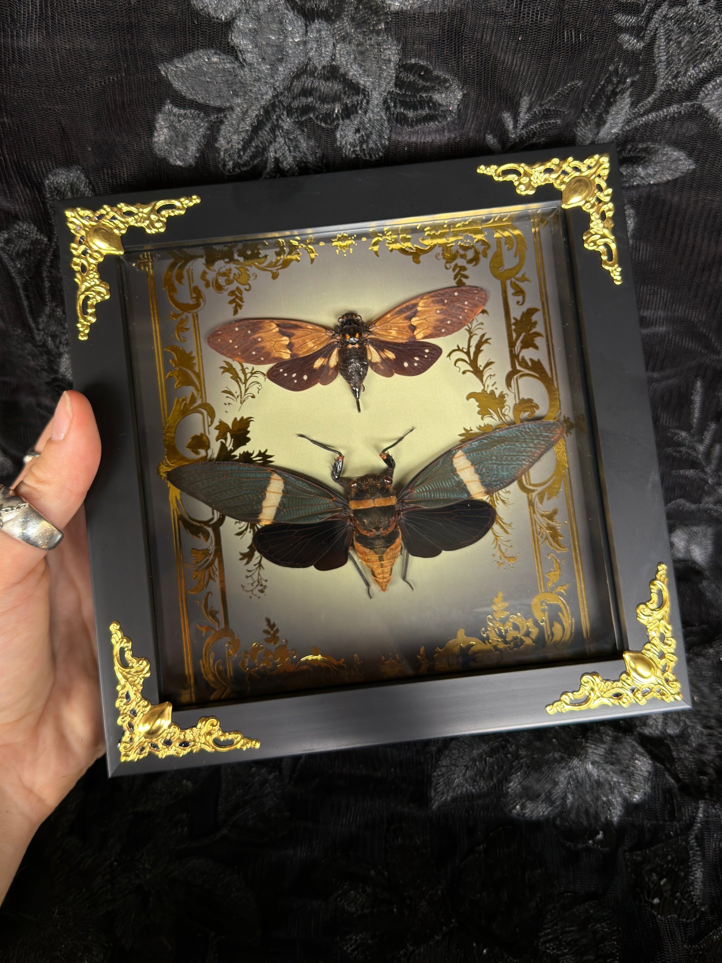 CICADA DUO SHADOW BOX