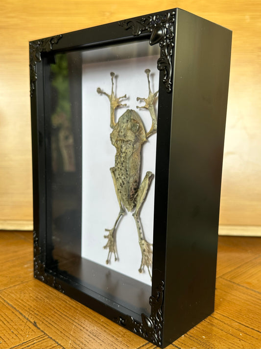 SPECIMEN FRAME - Frog Polypedates Otilophus (M)