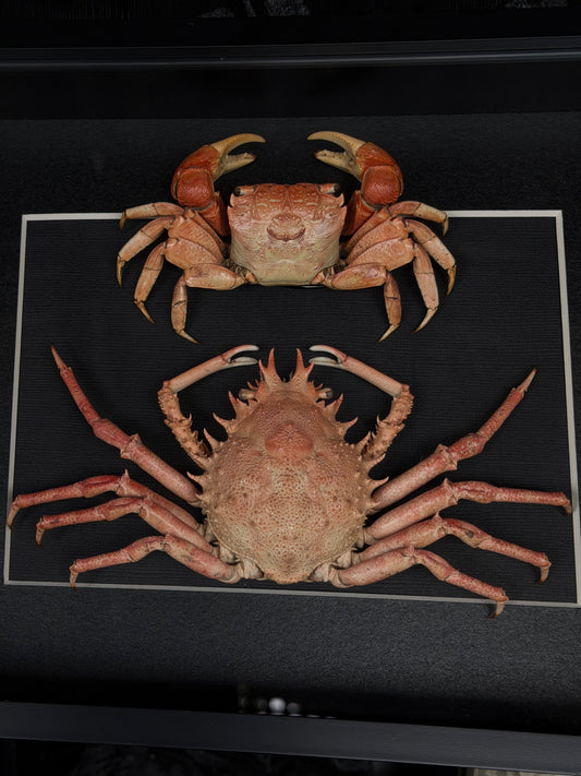 CRAB DUO - Mangrove crab & Schiz crab A4 Framed Specimen