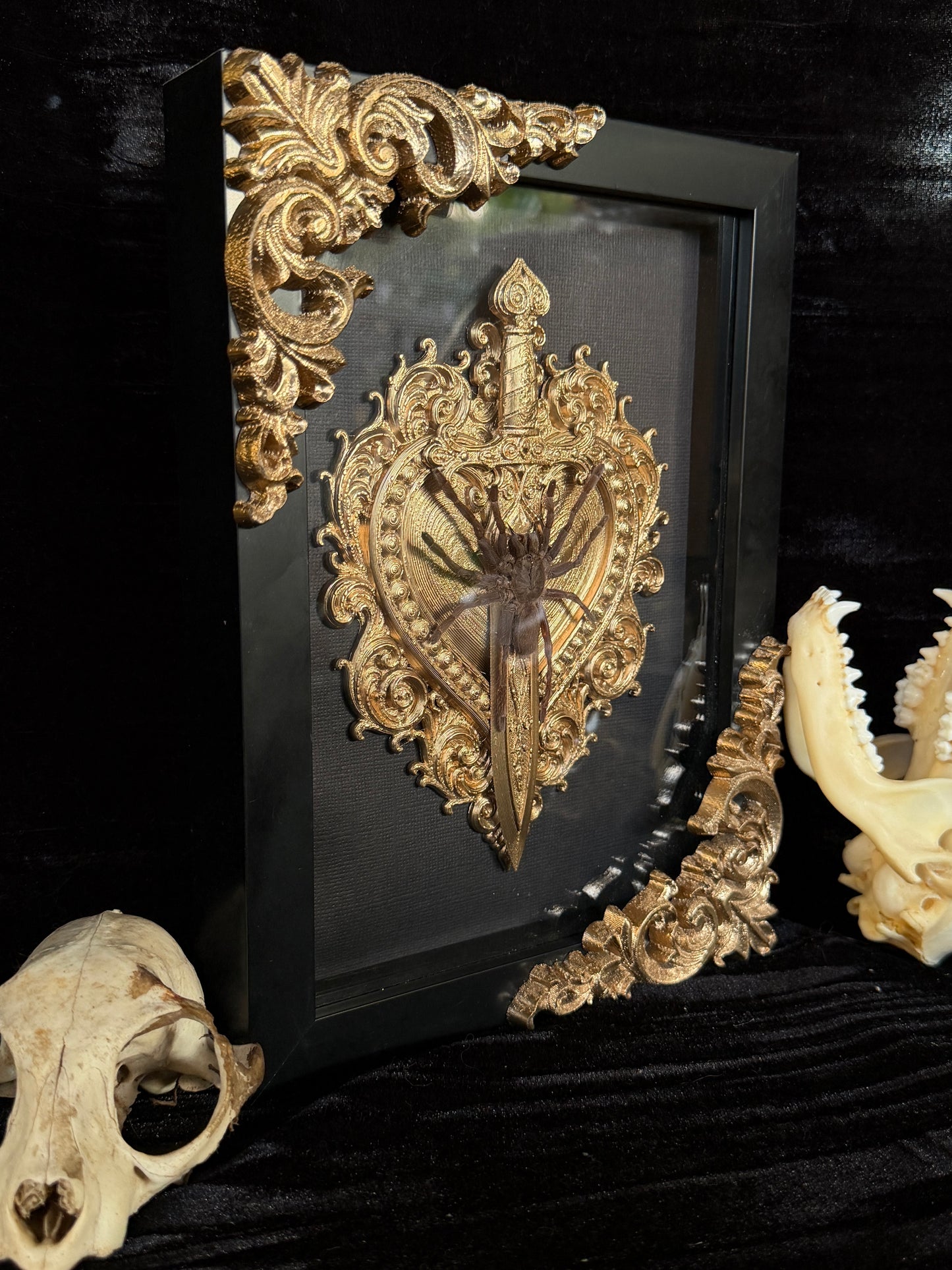 Javan Yellow-kneed Tarantula- Selenocosmia dolichoplectra Framed specimen