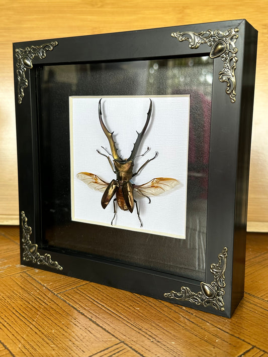 SPECIMEN FRAME - Cyclommatus metallifer