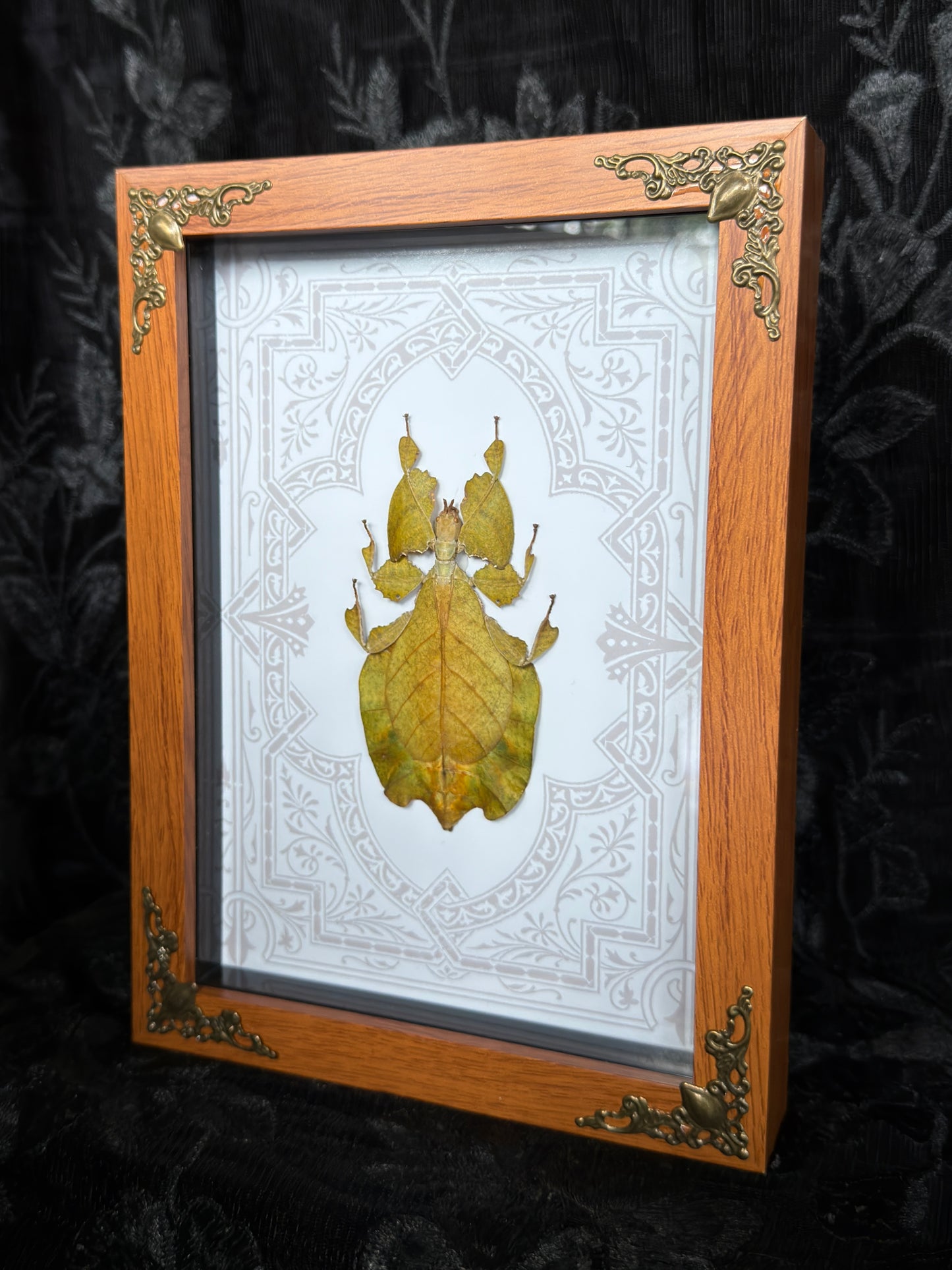 ORANGE LEAF BUG SHADOW BOX