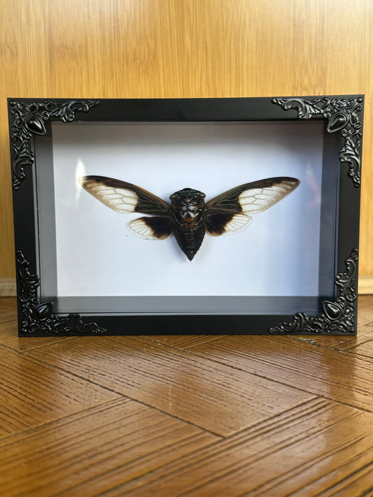 SPECIMEN FRAME - Cryptotympana Aquila Cicada