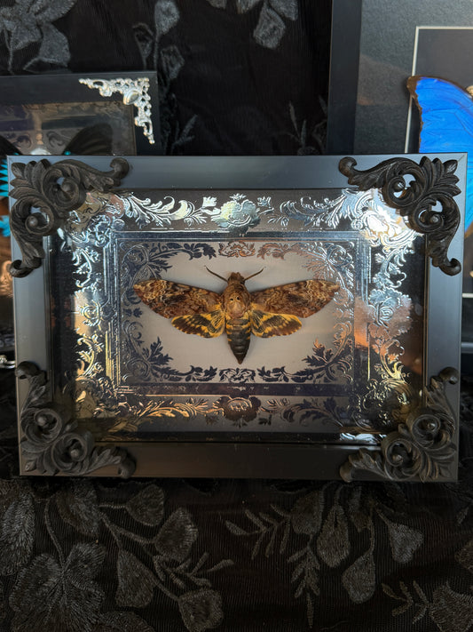 DEATH HEAD MOTH -  Mother of Hades Framed Specimen