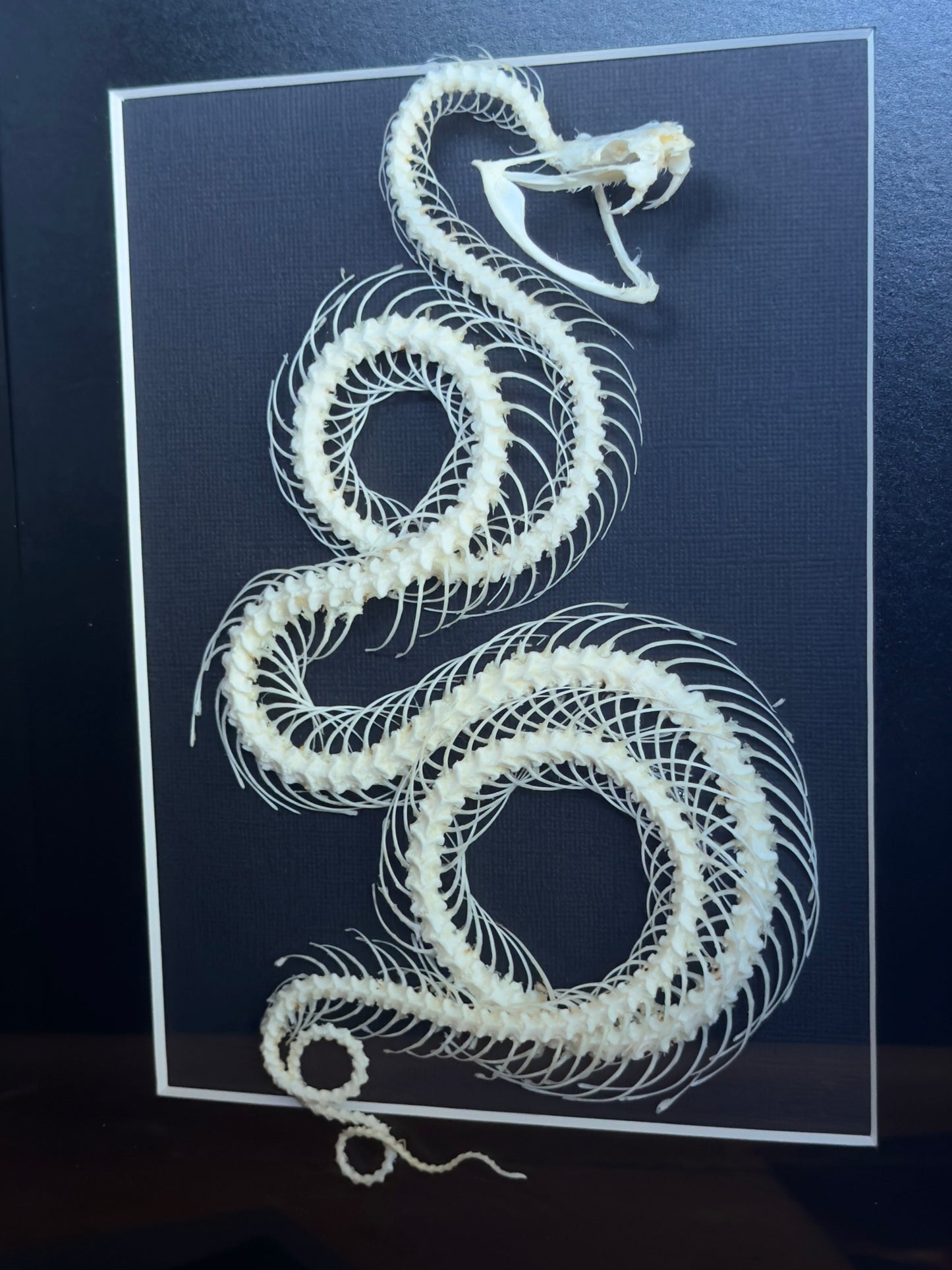 White Lipped Pit Viper Trimeresurus Albolabris Framed Skeleton Specimen