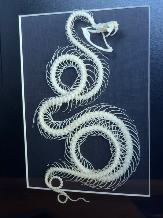 White Lipped Pit Viper Trimeresurus Albolabris Framed Skeleton Specimen