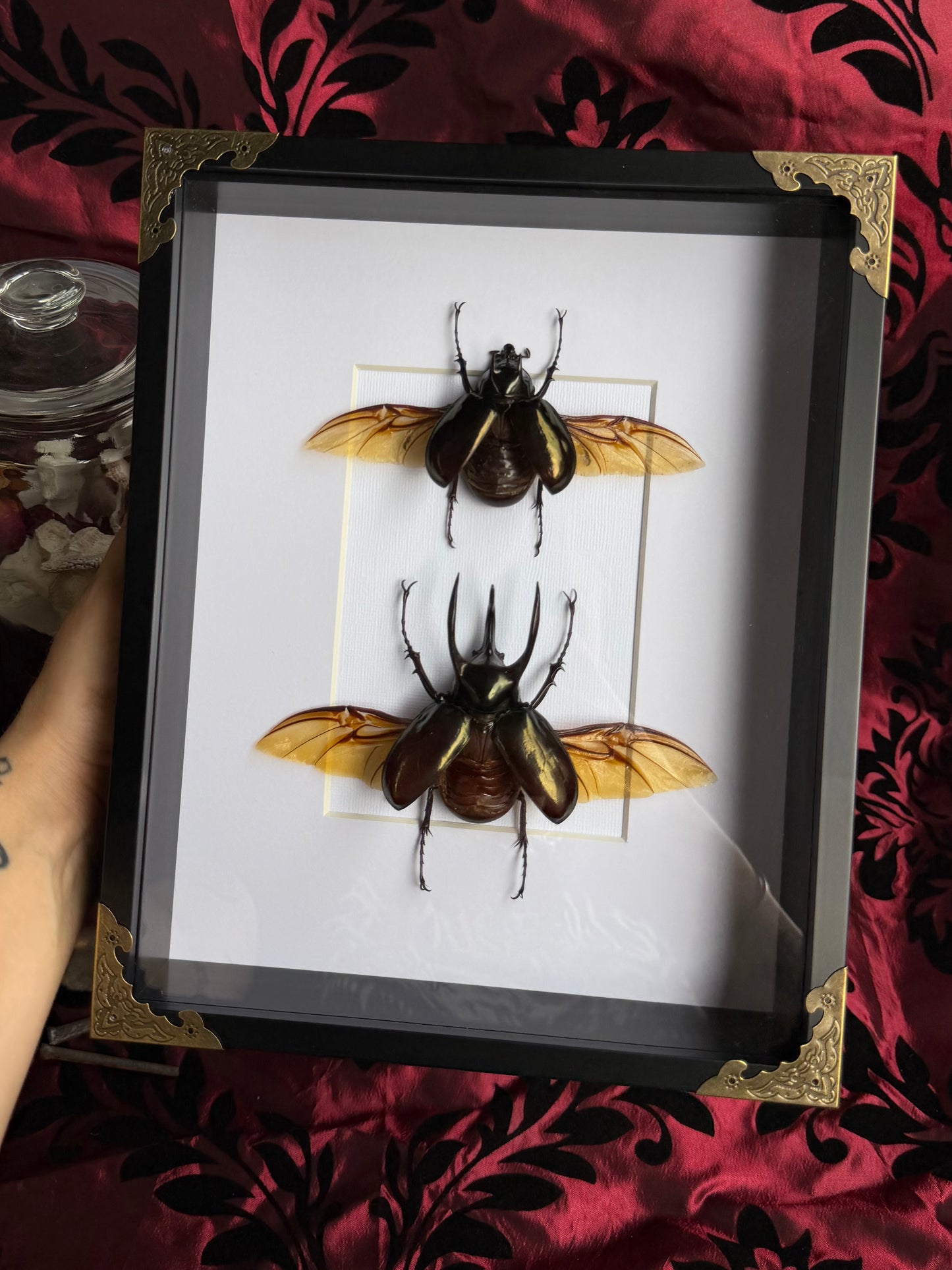 BEETLE DUO - Atlas Beetles A4 Framed Specimen
