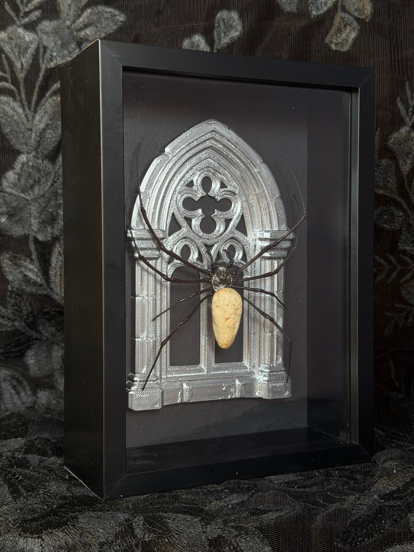 Silver Arch Orb Weaver Spider -  Frames Specimen