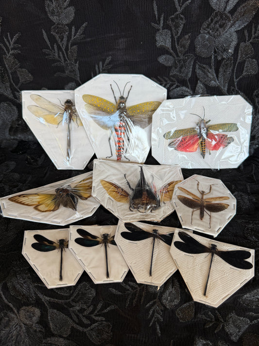 WONDERFUL WINGS - destash pack