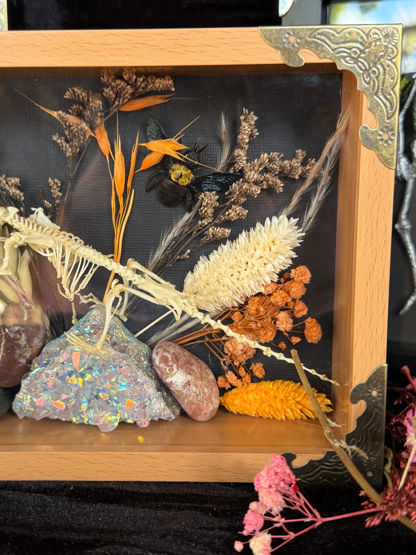 Scandentia/Tree Shrew skeleton,  Passerine Bird Skull & Carpenter Bee Framed Specimen
