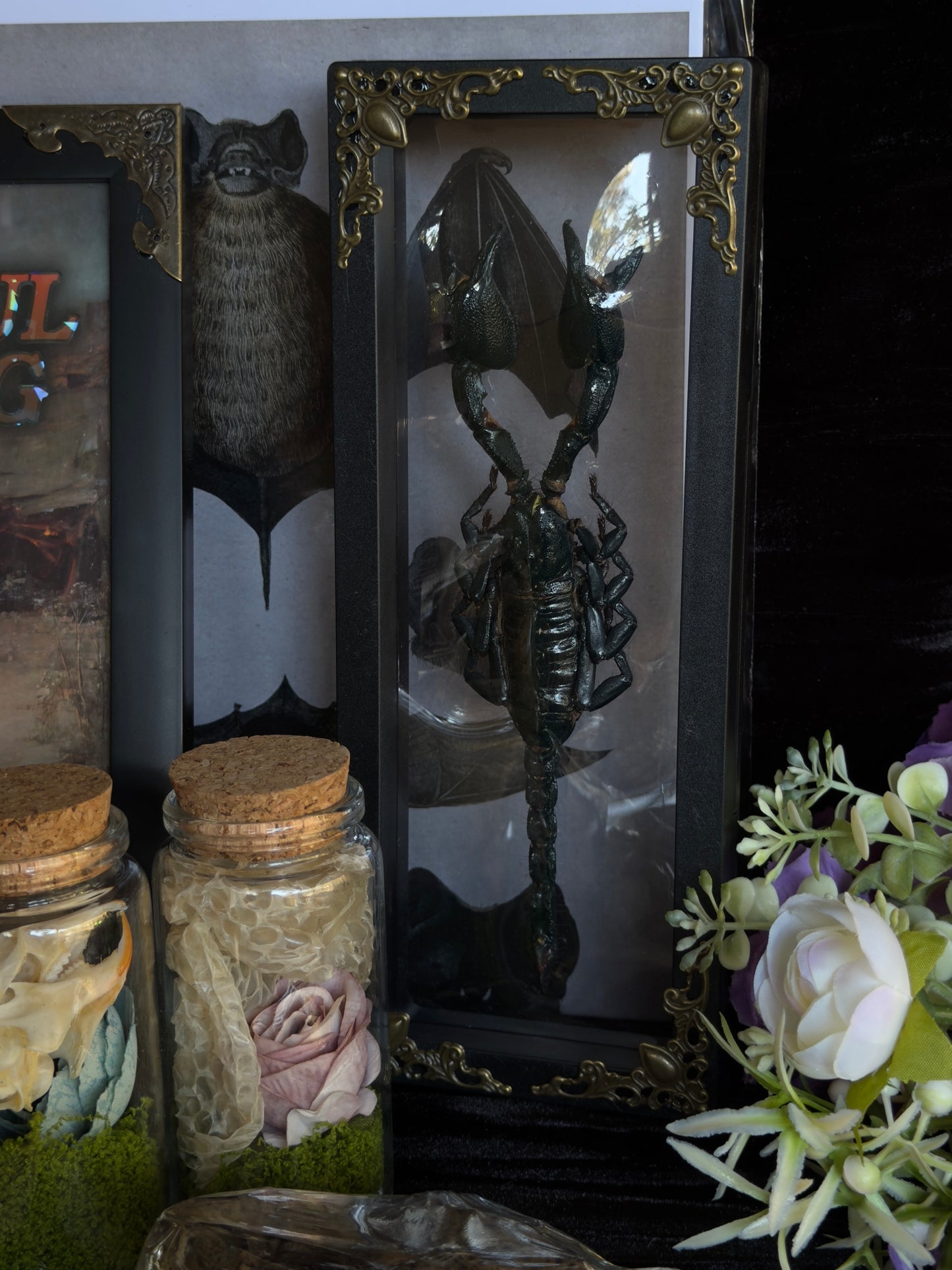 CURIOUS CRITTER VAULT - Mother Of Hades Oddities & Accessories Box