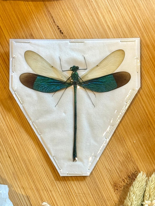 Green Metalwing Damselfly- neurobasis chinensis florida