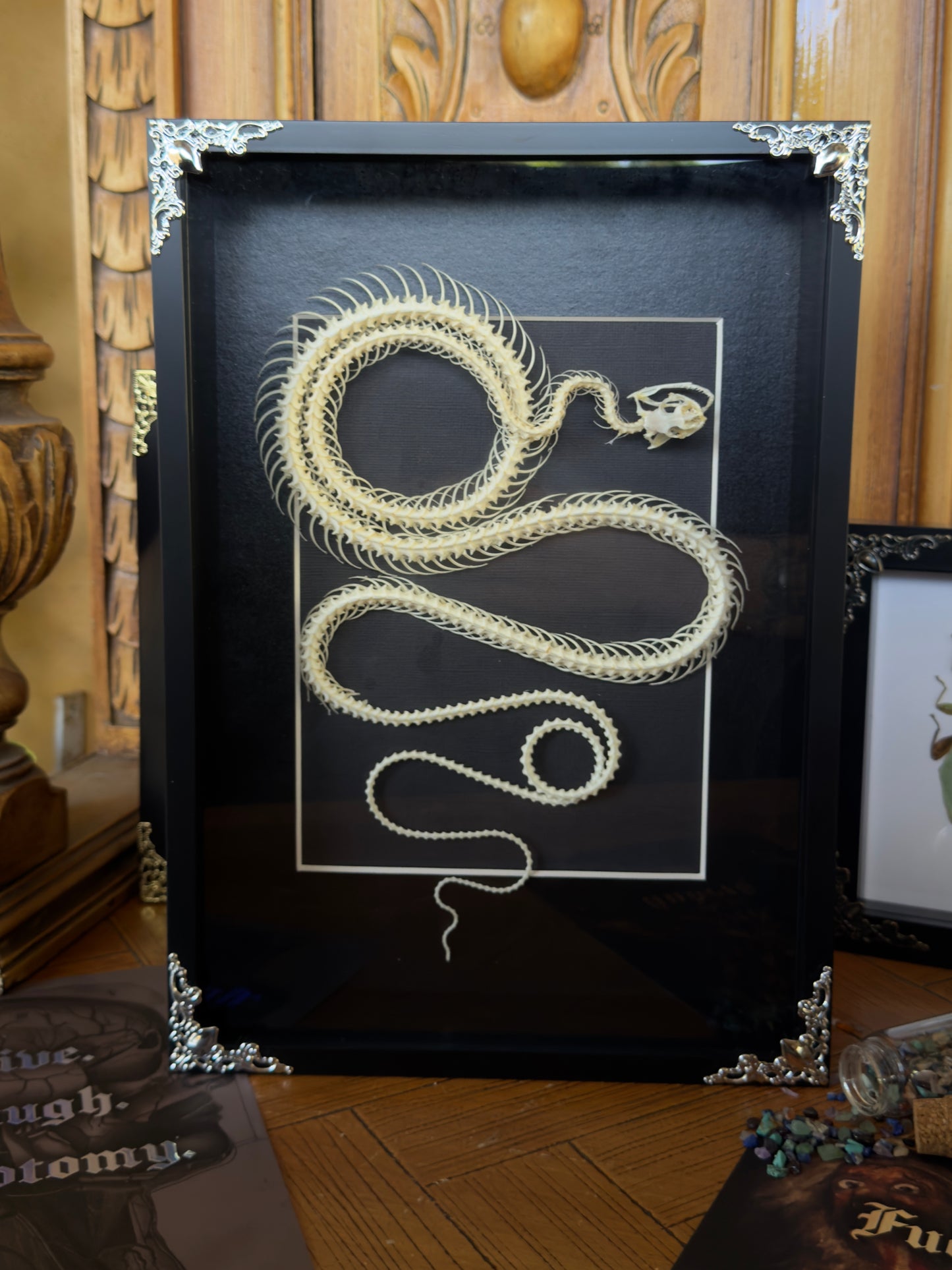 Chinese Rat Snake Ptyas Korros Framed Skeleton Specimen