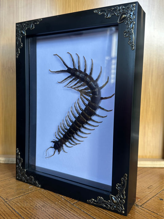 SPECIMEN FRAME - Scolipendra Piceoflava Centipede