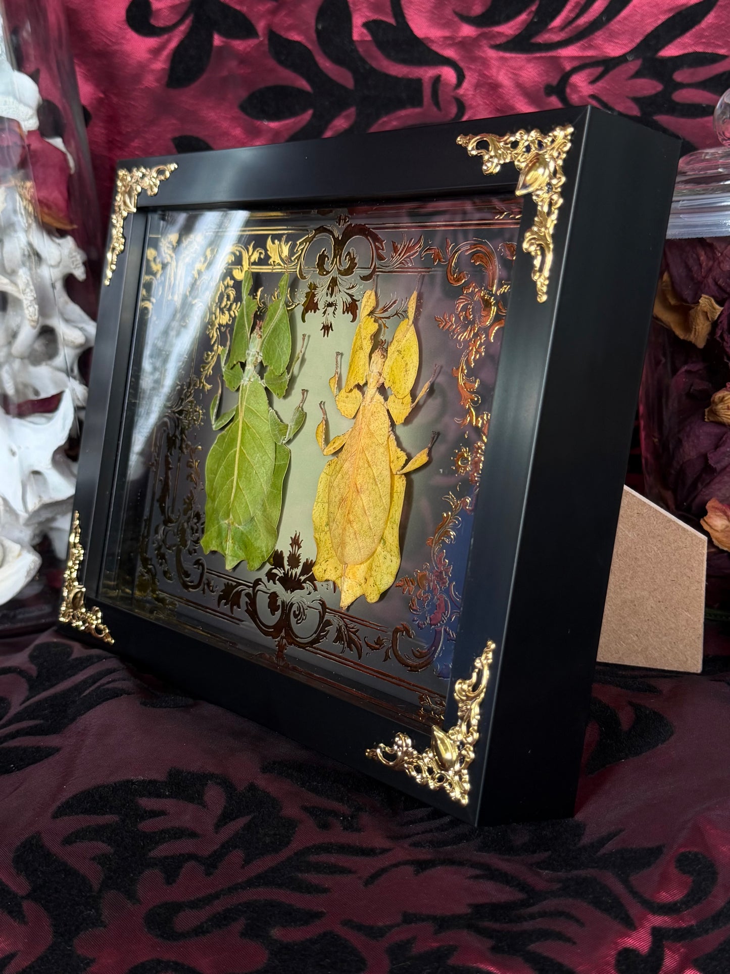 Leaf Bug DUO Pulchriphyllium Pulchrifolium Framed Specimen