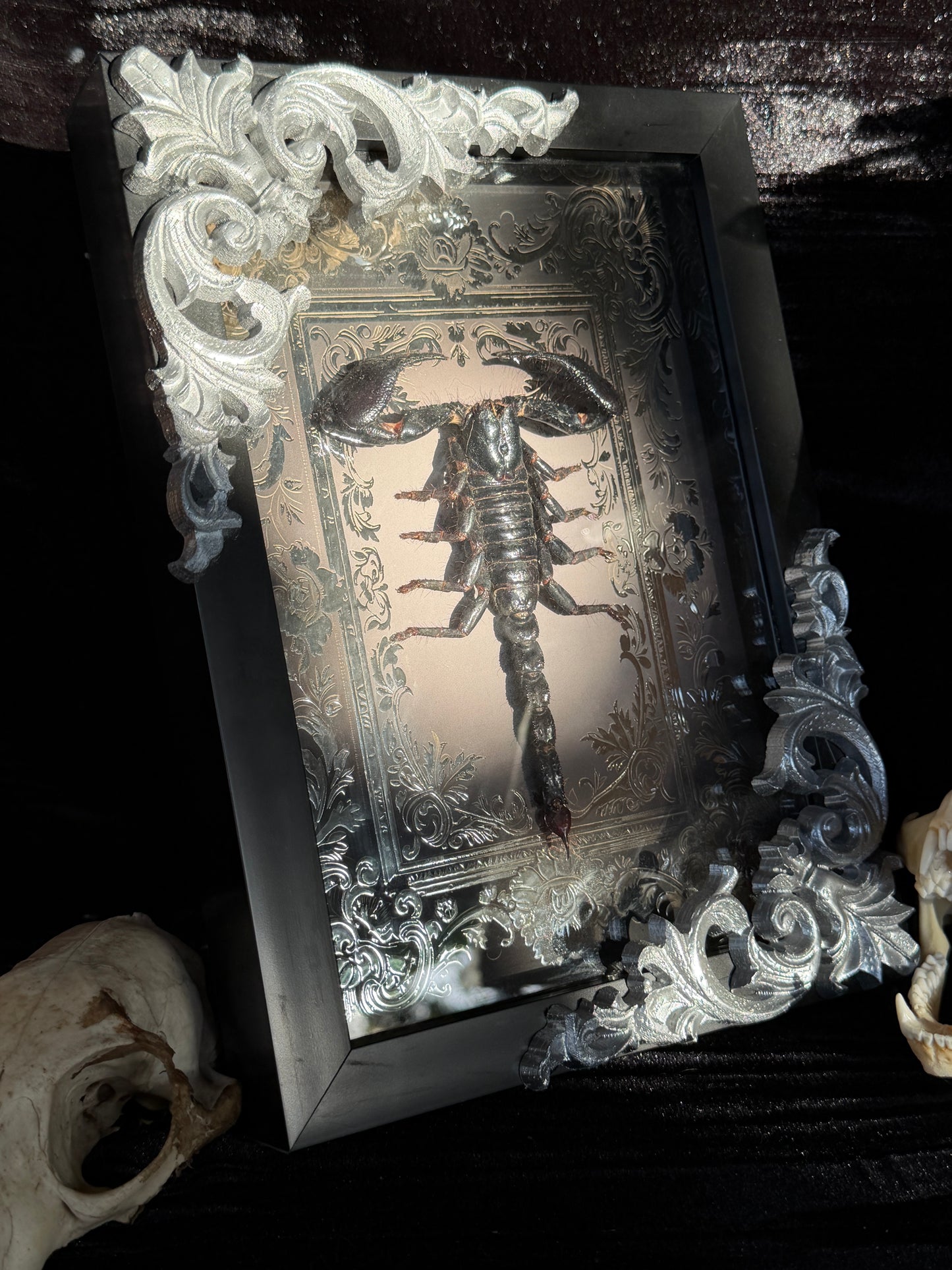 Forest Scorpion - Genus Heterometrus Frames Specimen