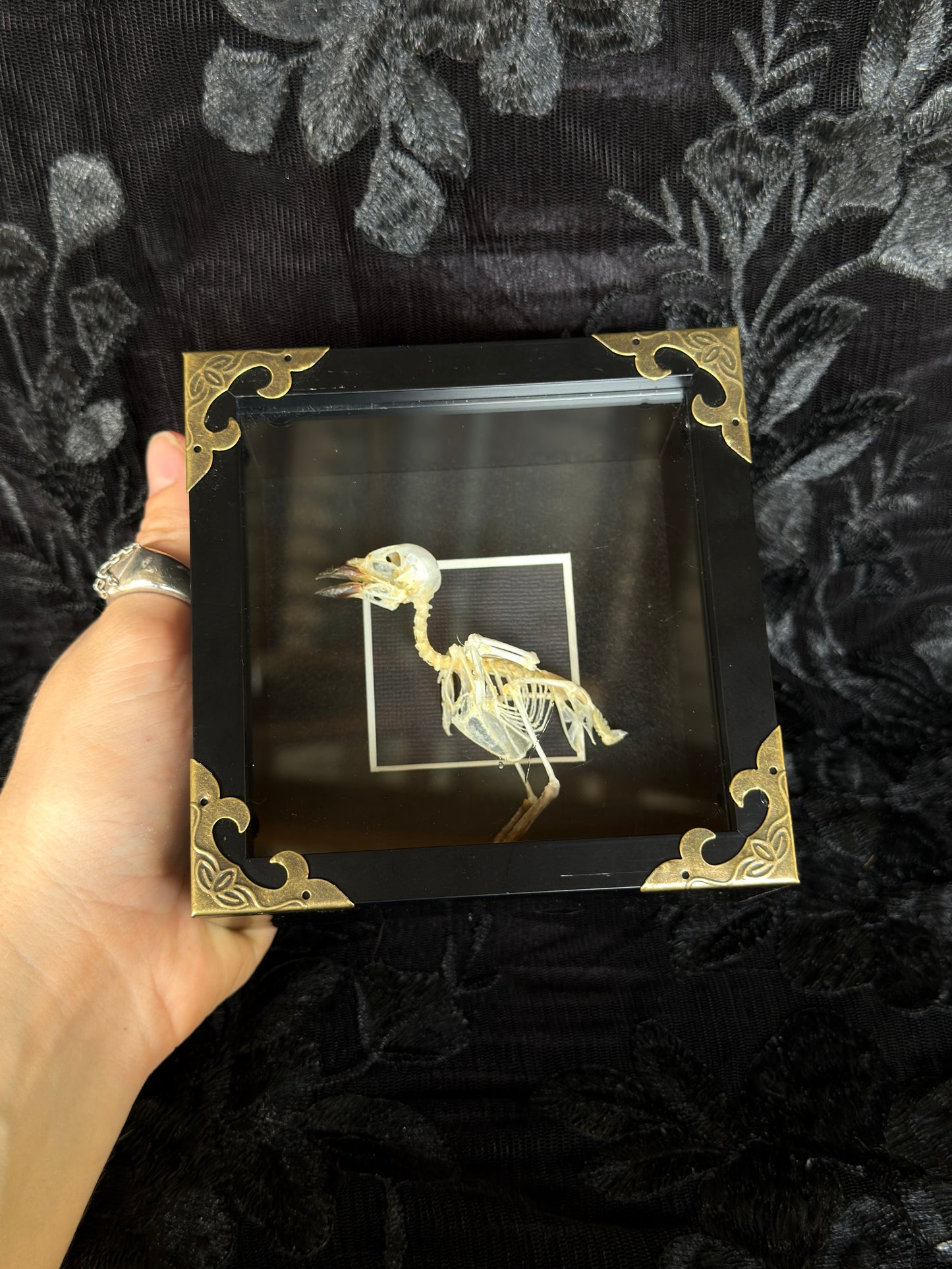 FINCH SKELETON SHADOW BOX