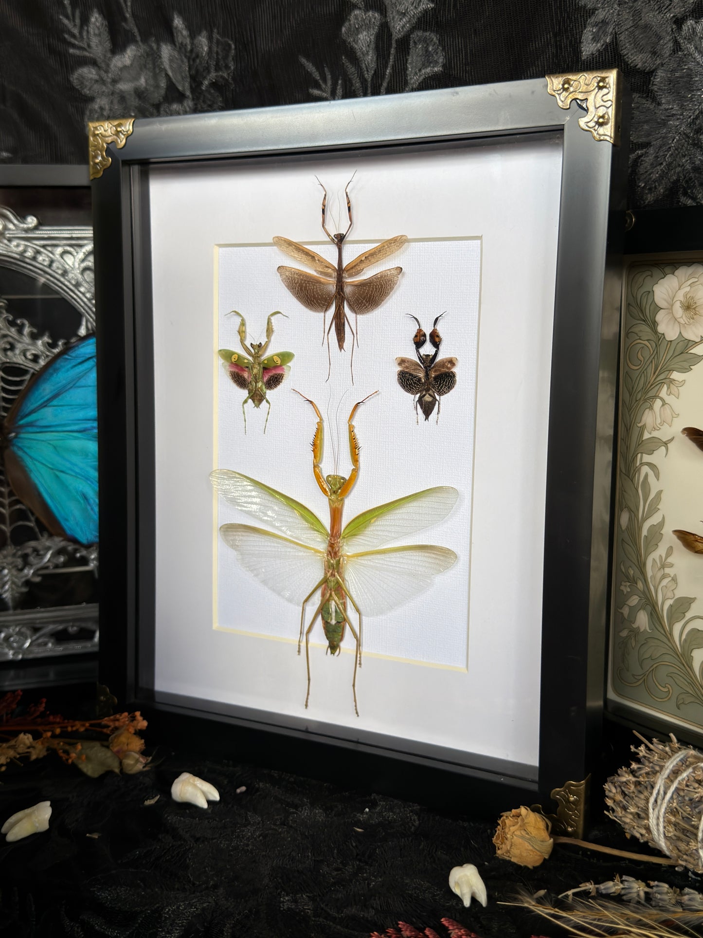 MANTIS QUAD - Praying Mantis Quad Specimen Frame