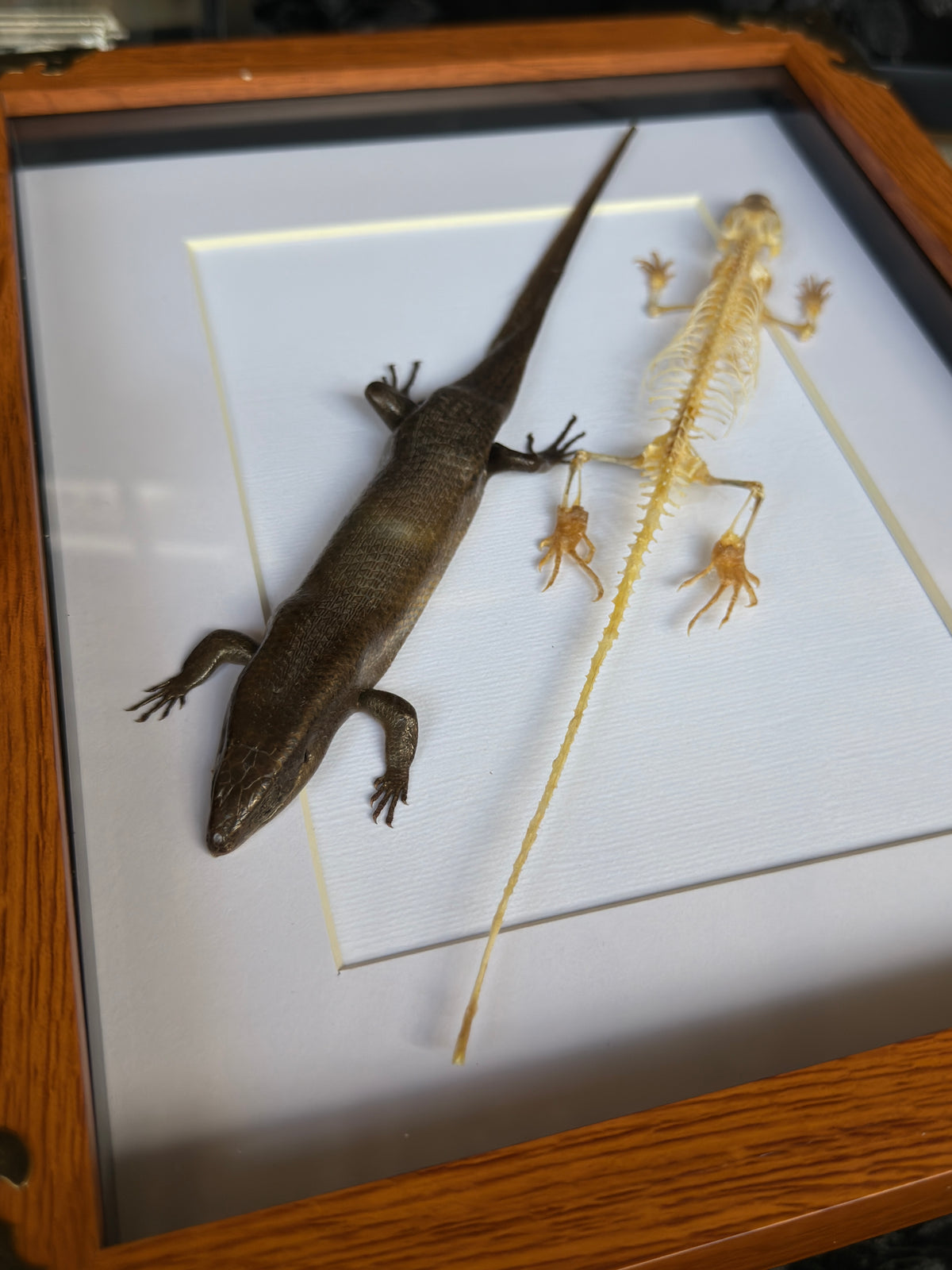 SKINK DUO Indian Brown Skink & Skeleton - A4 Double Specimen Frame