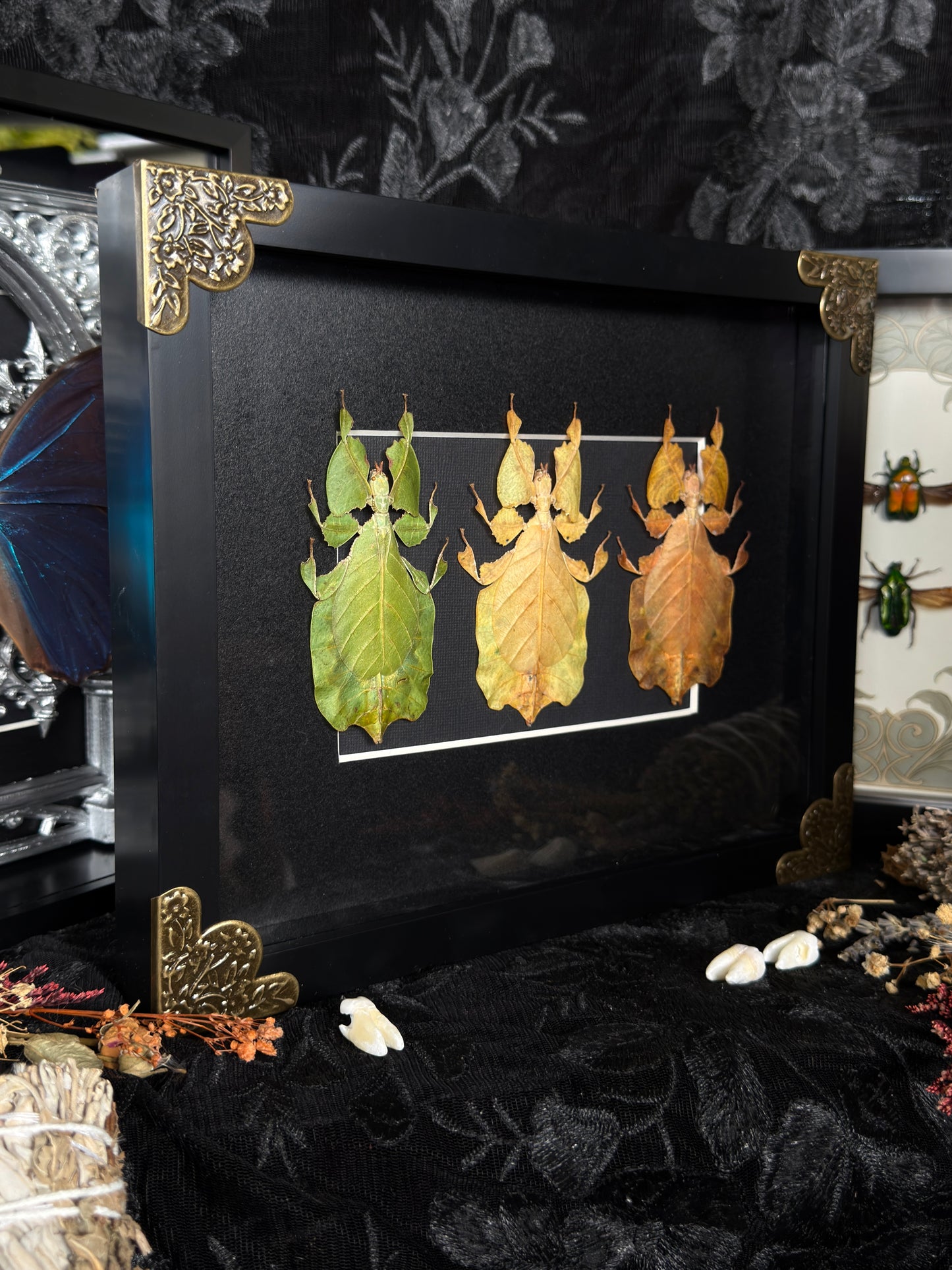 LEAF BUG TRIO - Specimen Frame