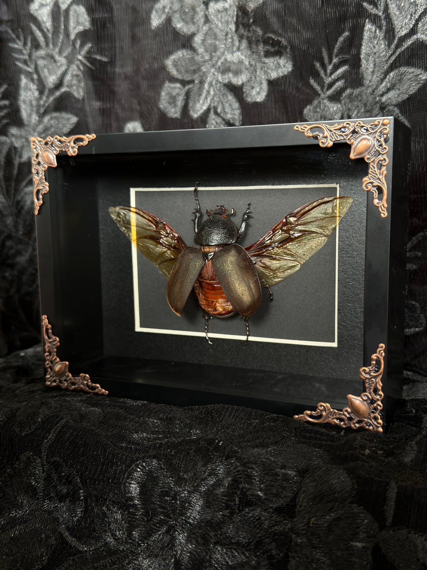 RHINO BEETLE F SHADOW BOX* Broken Leg