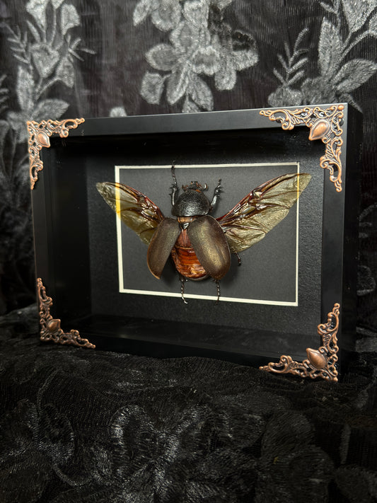 RHINO BEETLE F SHADOW BOX* Broken Leg