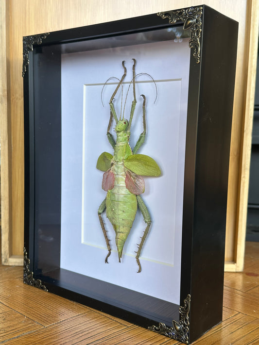 SPECIMEN FRAME - Jungle Nymph