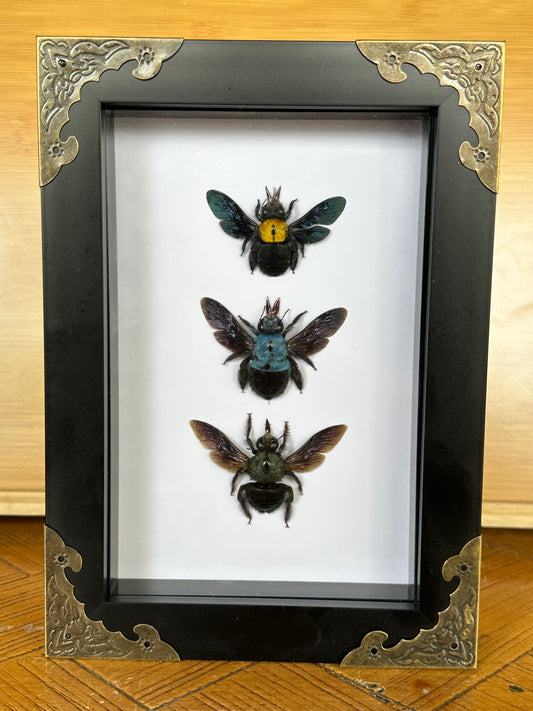 SPECIMEN FRAME - Carpenter Bee Trio
