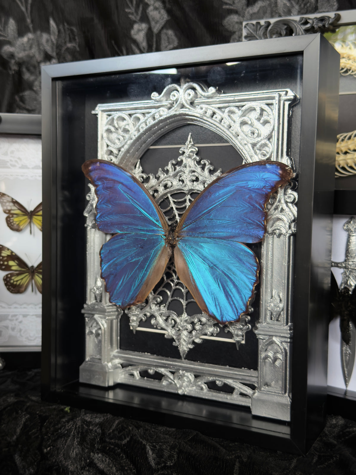 SILVER MORPHO MAUSOLEUM - Mother of Hades Butterfly Frame