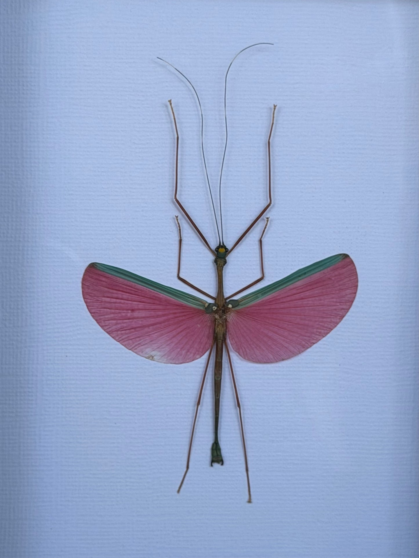Pink Winged Stick Insect Marmessoidea rosea Framed Specimen
