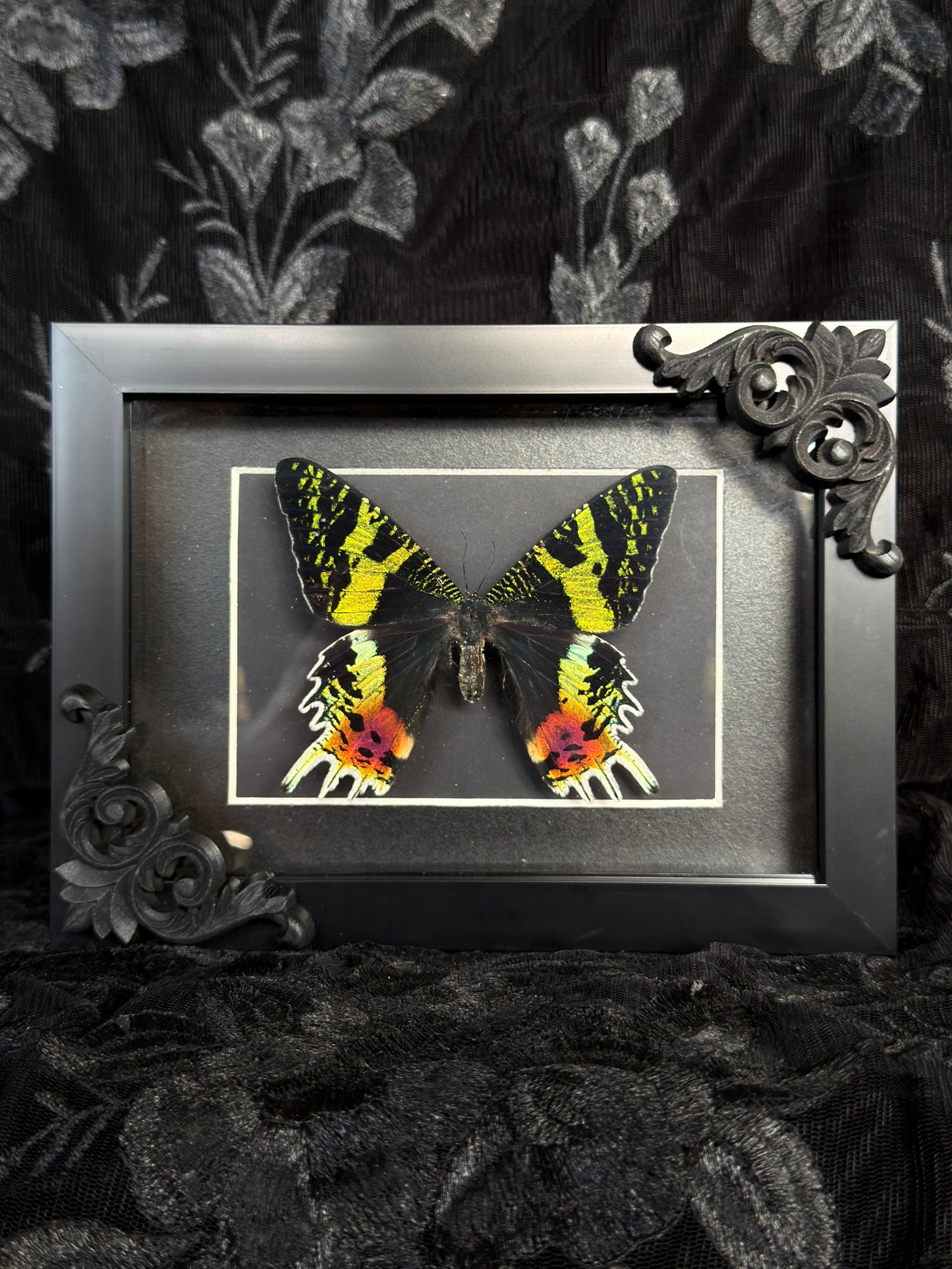 MADAGASCAN SUNSET MOTH- Mother of Hades Moth Frame