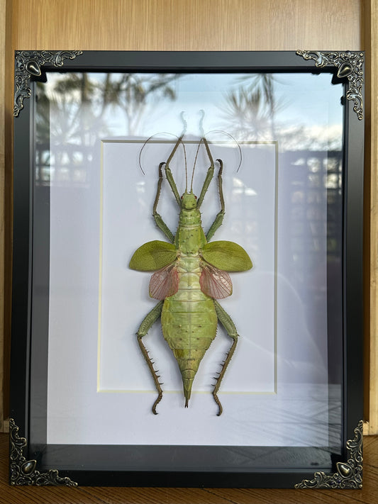 SPECIMEN FRAME - Jungle Nymph