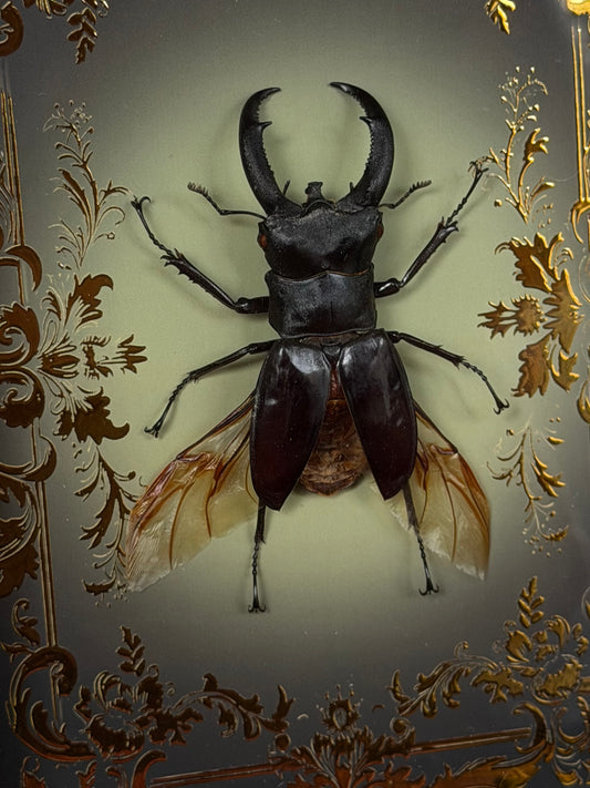 STAG BEETLE - Dorcus titanus yasuokai spread Framed specimen *LOPSIDED WINGS*