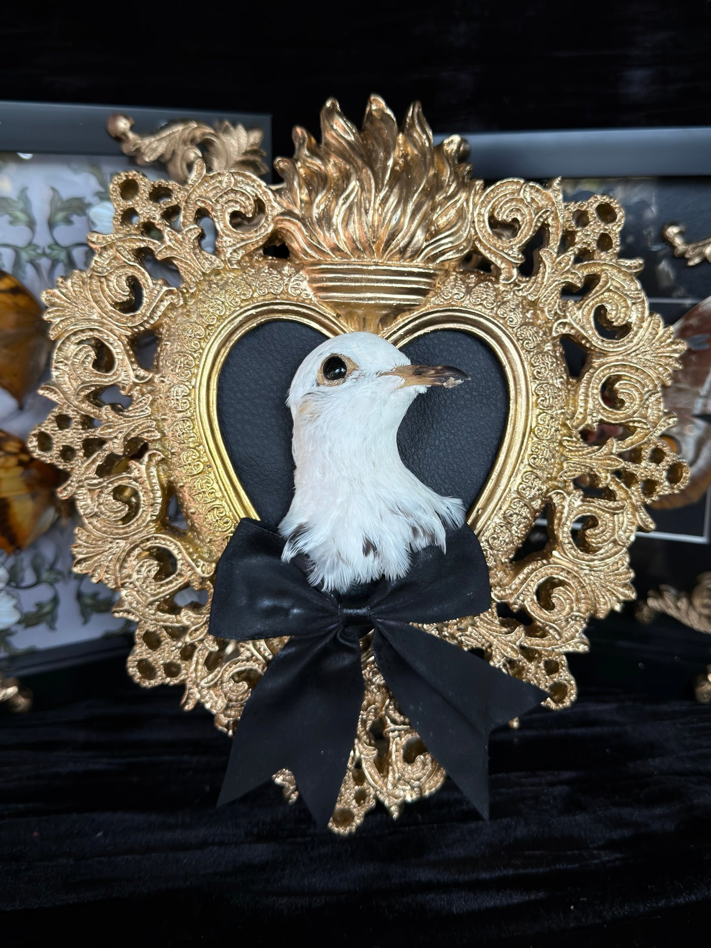 PIGEON HEAD - Mother of Hades Gold Heart Open Display Frame