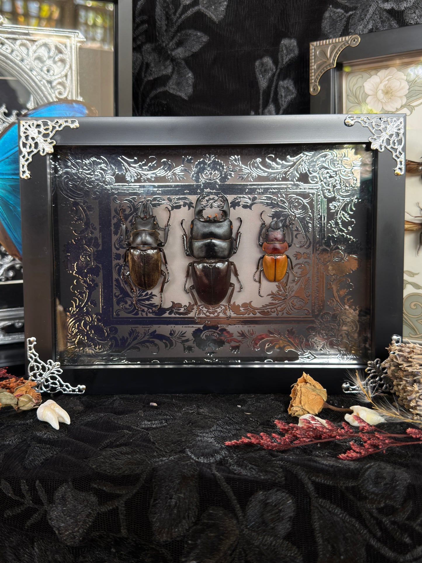 STAG BEETLE TRIO - A5 Beetle Specimen Frame