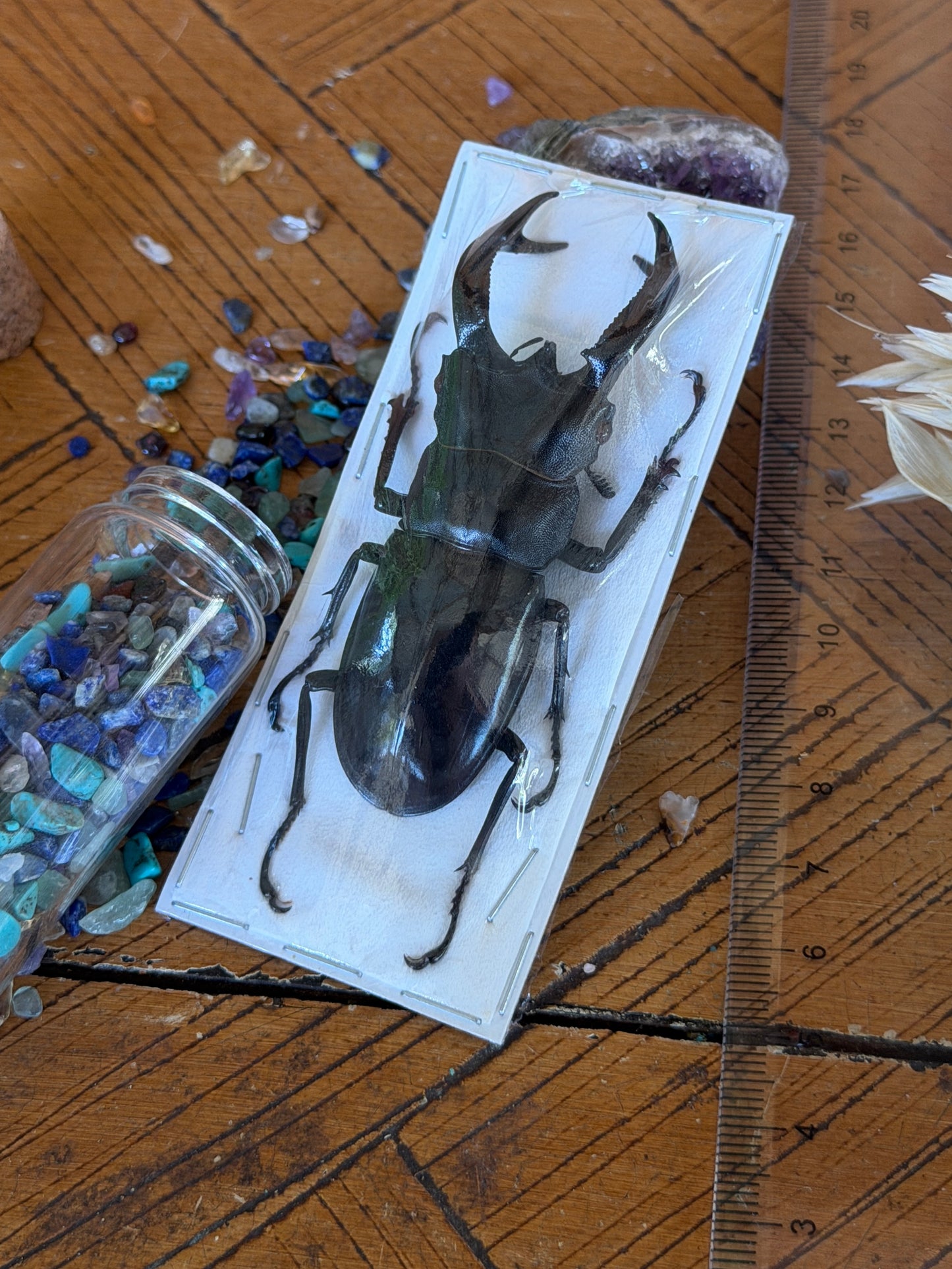 Large Stag Beetle - Hexarthrius Buqueti