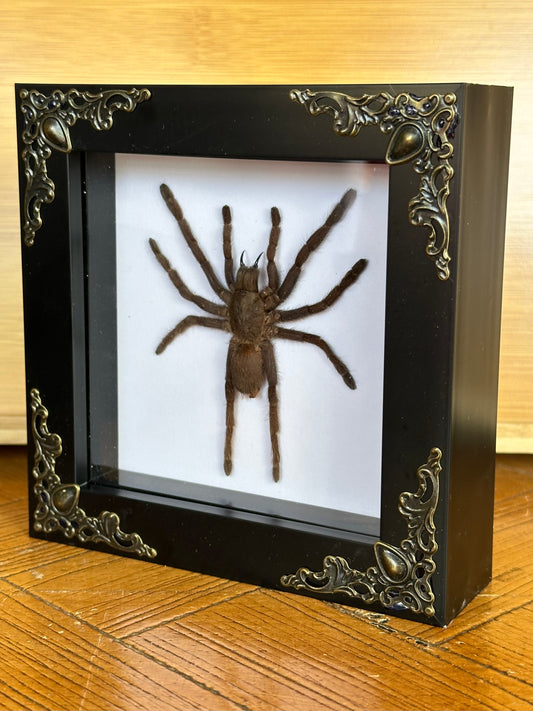 SPECIMEN FRAME - Tarantula (S)